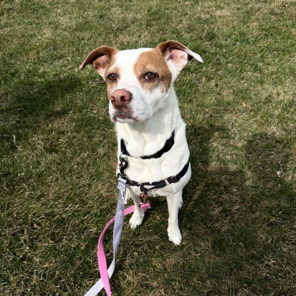 Enlarge Clover - Fee Sponsored + Free Training, a Adoptable mixed breed in York, PA image 1/6