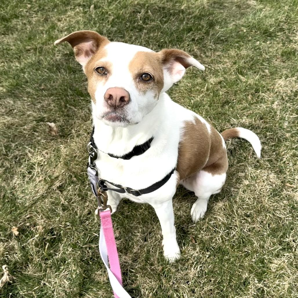 Enlarge Clover - Fee Sponsored + Free Training, a Adoptable mixed breed in York, PA image 2/6