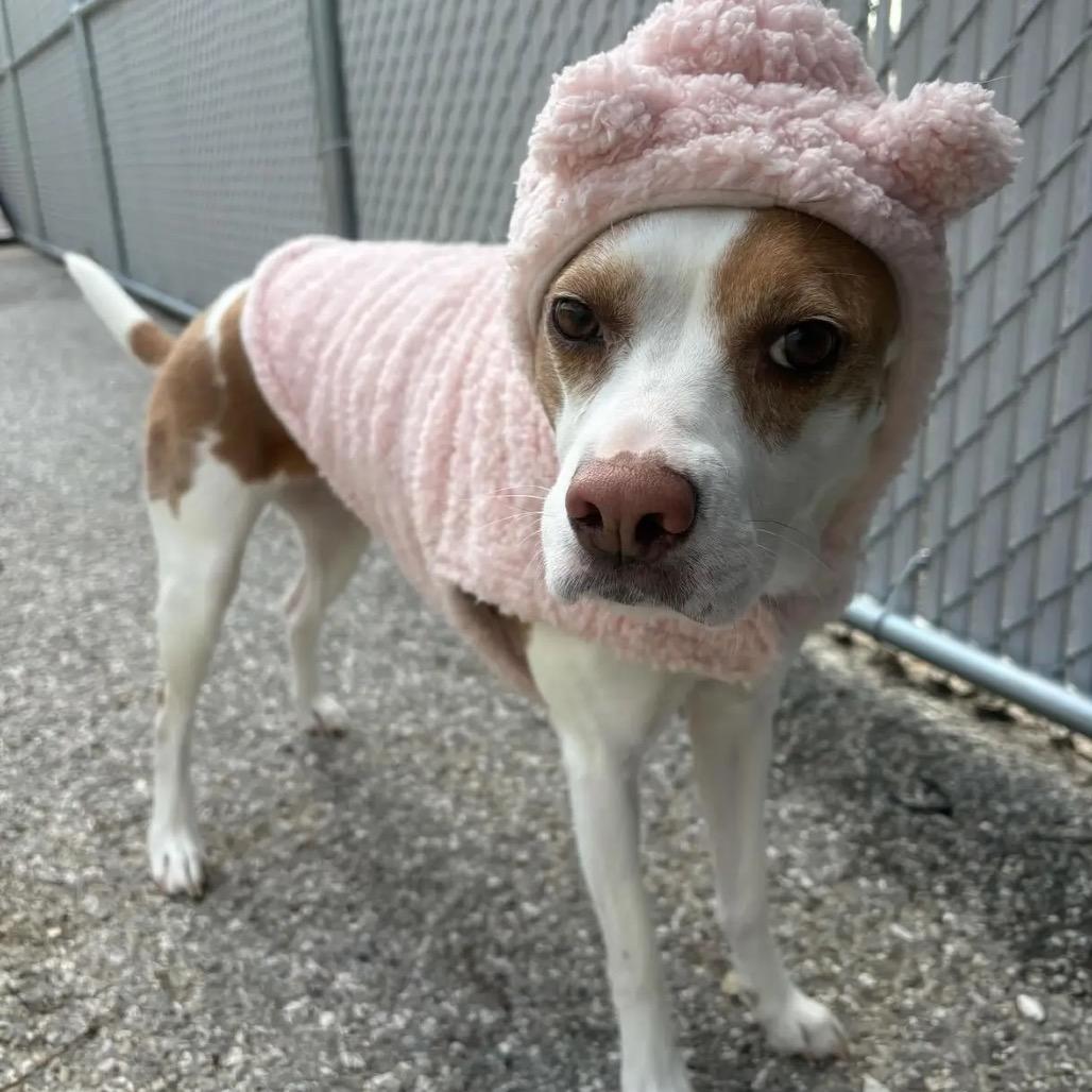 Enlarge Clover - Fee Sponsored + Free Training, a Adoptable mixed breed in York, PA image 3/6