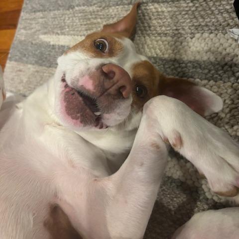 Enlarge Clover - Fee Sponsored + Free Training, a Adoptable mixed breed in York, PA image 5/6