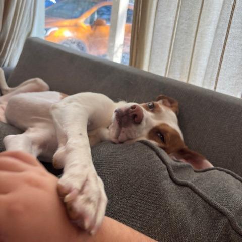 Enlarge Clover - Fee Sponsored + Free Training, a Adoptable mixed breed in York, PA image 6/6