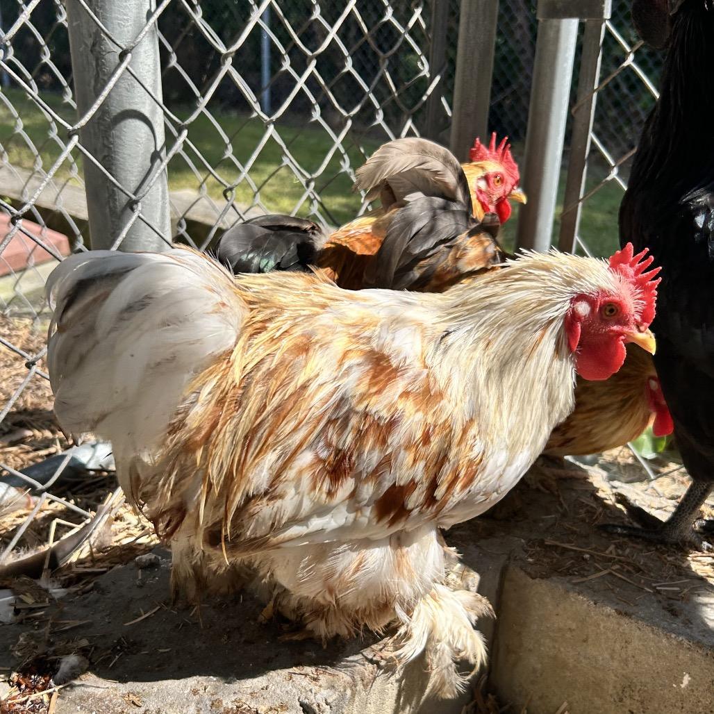 Ethel, Adoptable, Young Female Chicken.