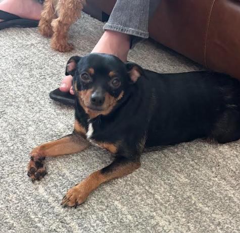 Bean, ADOPTABLE, Young Male Chihuahua & Miniature Pinscher.
