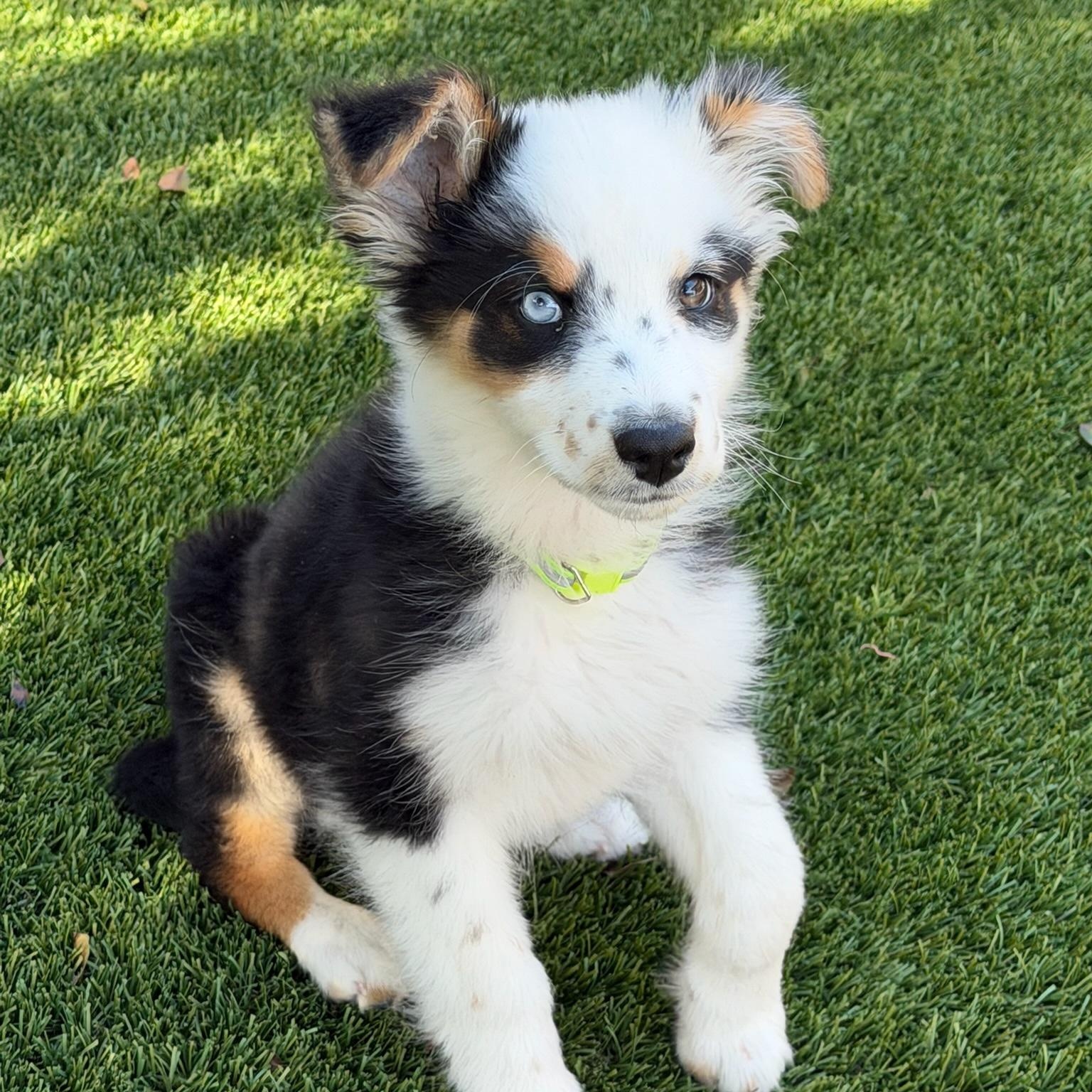 Kenzie, an adopted Australian Shepherd in Newport Beach, CA image 4/4