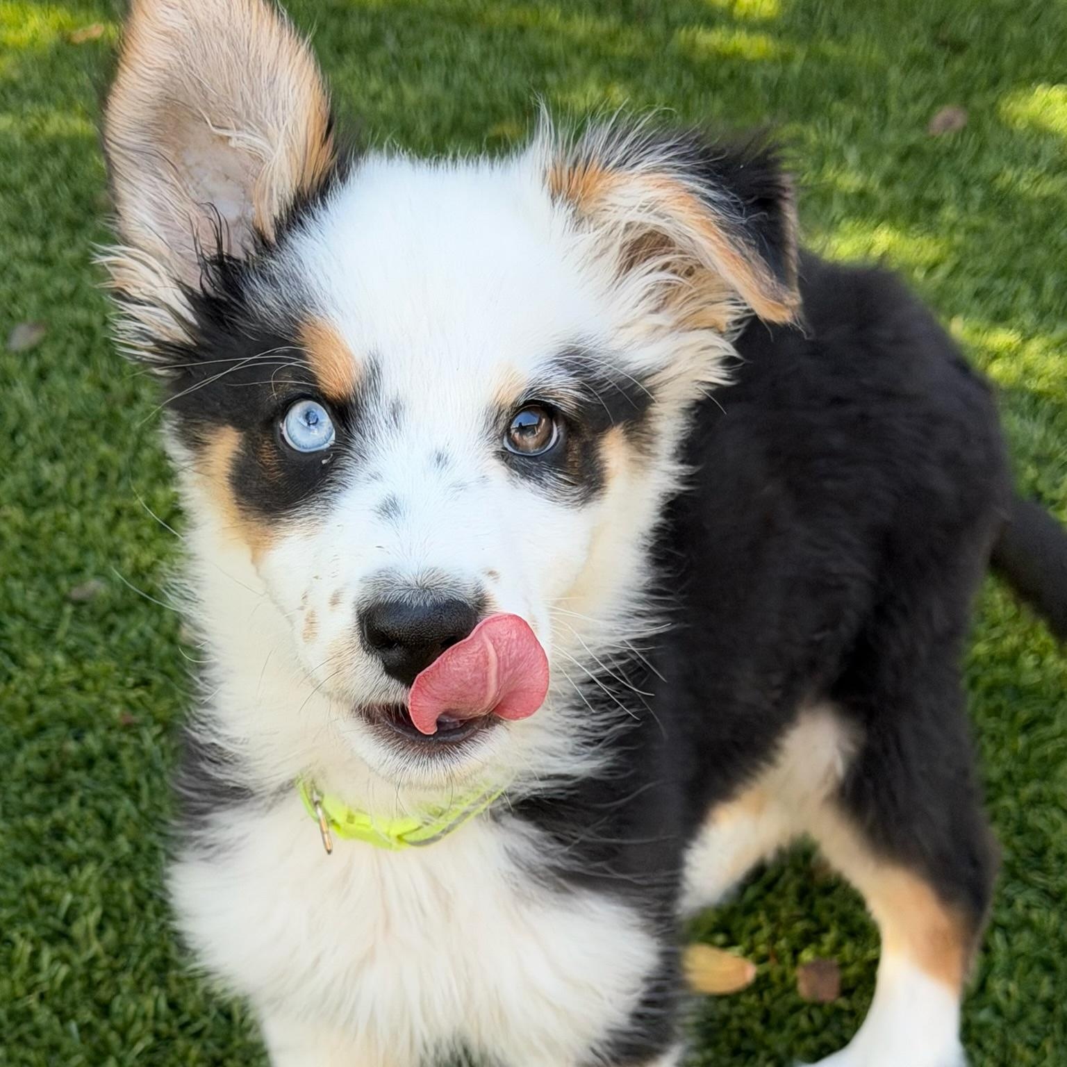 Kenzie, an adopted Australian Shepherd in Newport Beach, CA image 3/4