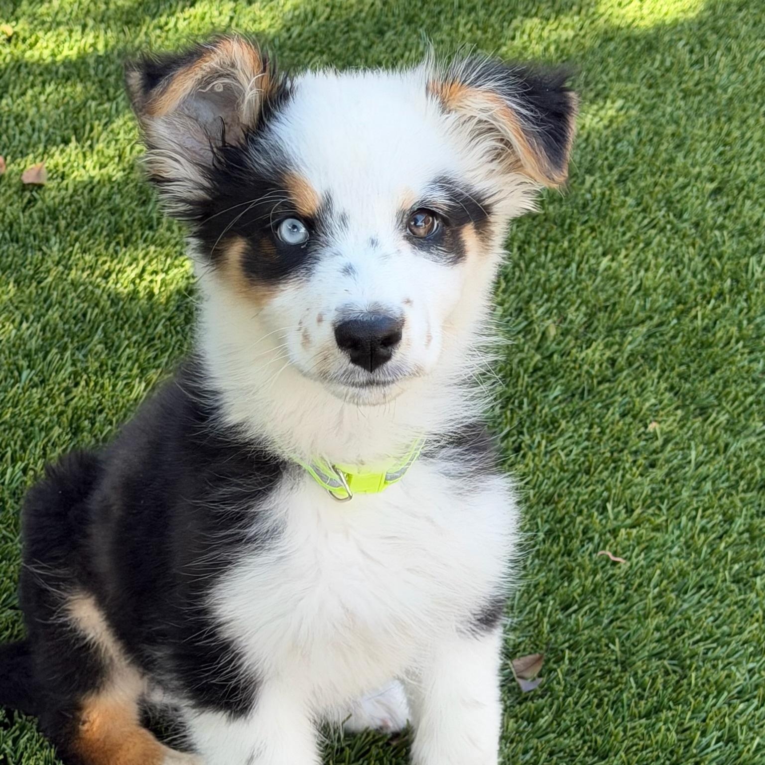 Kenzie, an adopted Australian Shepherd in Newport Beach, CA image 2/4