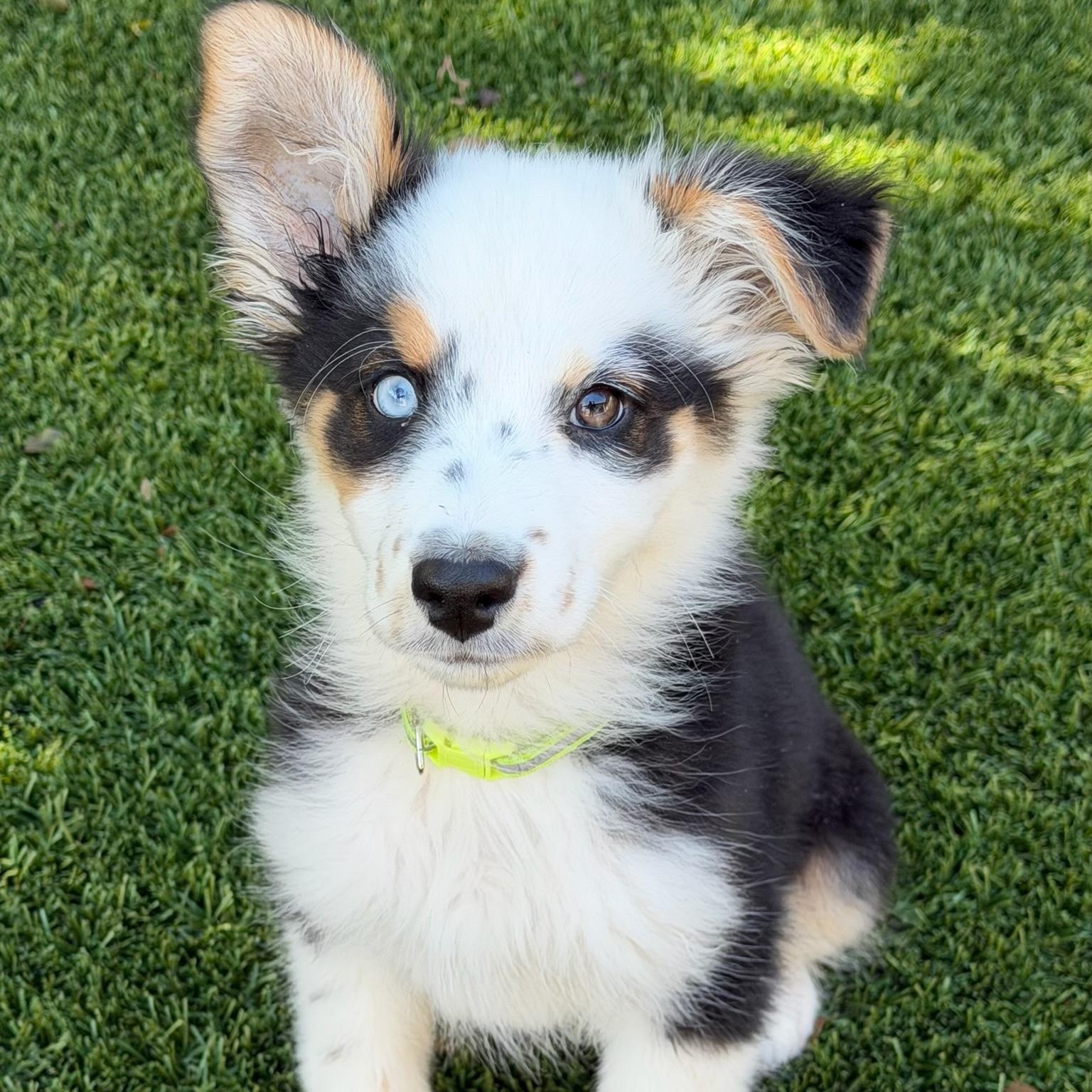 Kenzie, adopted, Puppy Female Australian Shepherd.