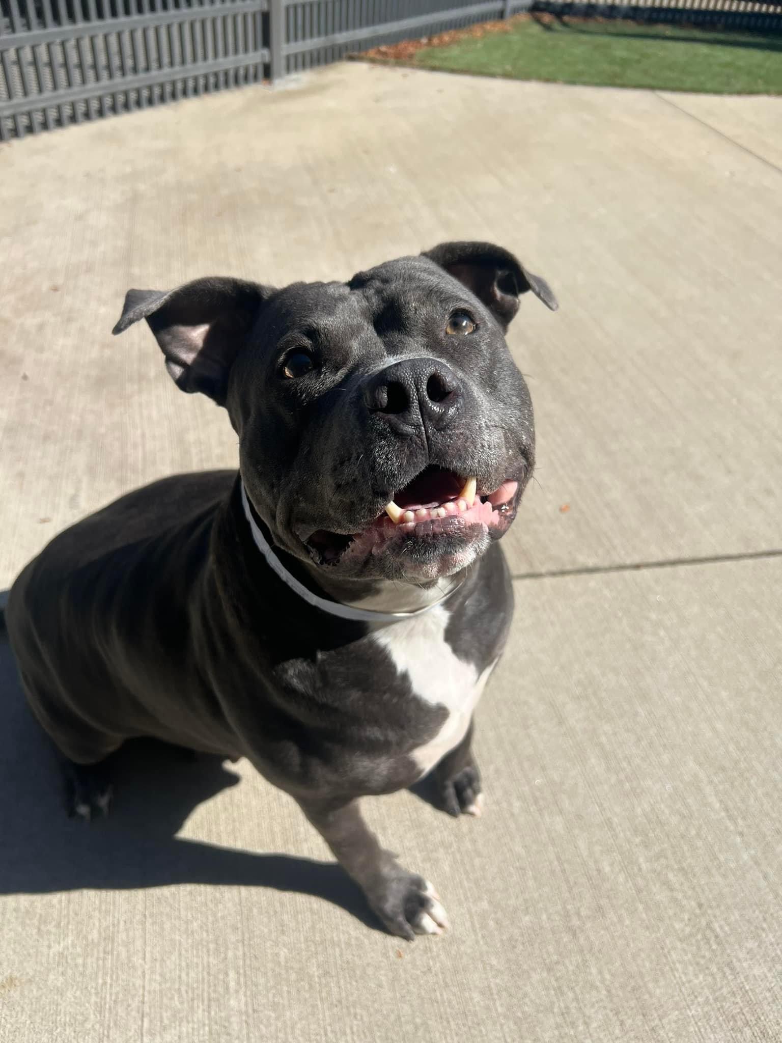 Mia, Adoptable, Adult Female American Staffordshire Terrier & American Bulldog.