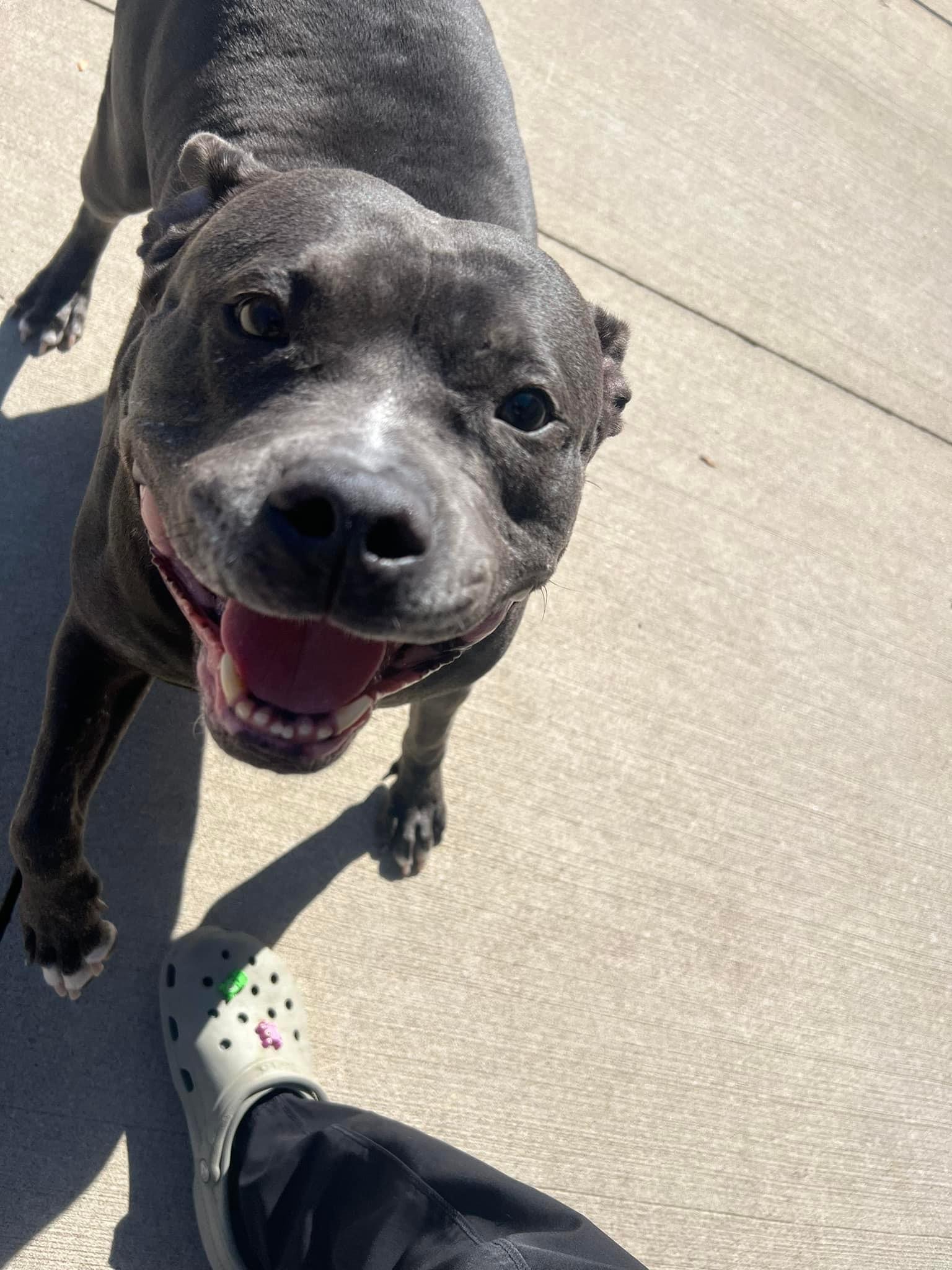 Mia, a Adoptable mixed breed in Naperville, IL image 2/5