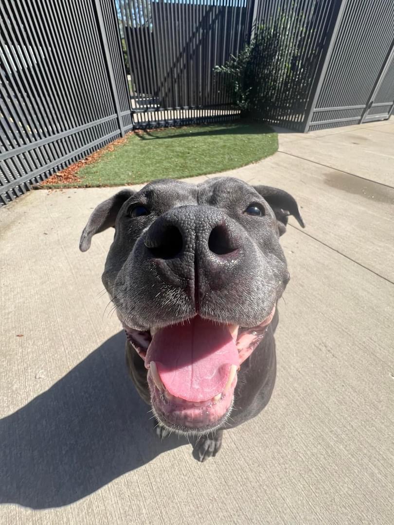 Mia, a Adoptable mixed breed in Naperville, IL image 3/5