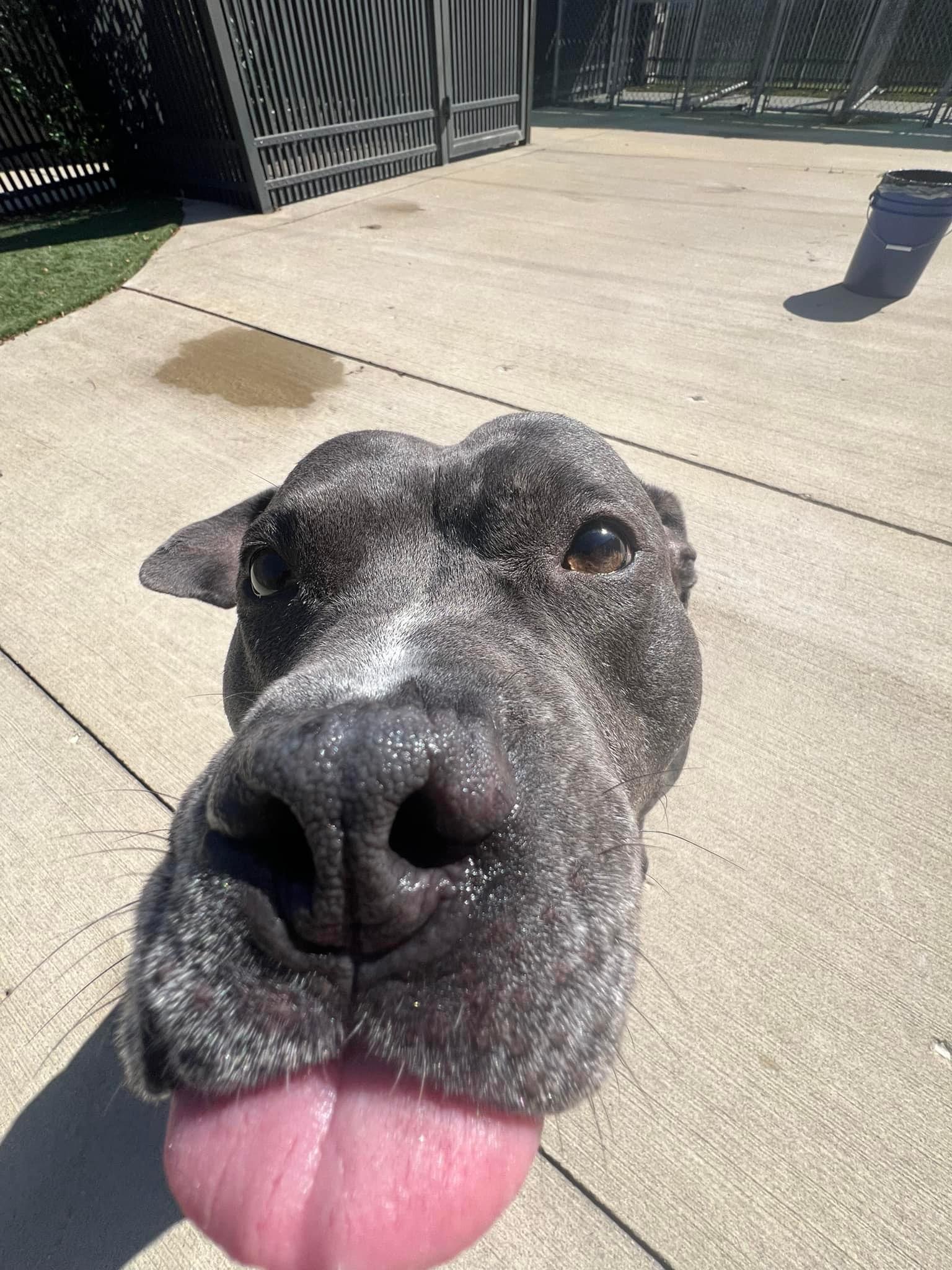 Mia, a Adoptable mixed breed in Naperville, IL image 4/5