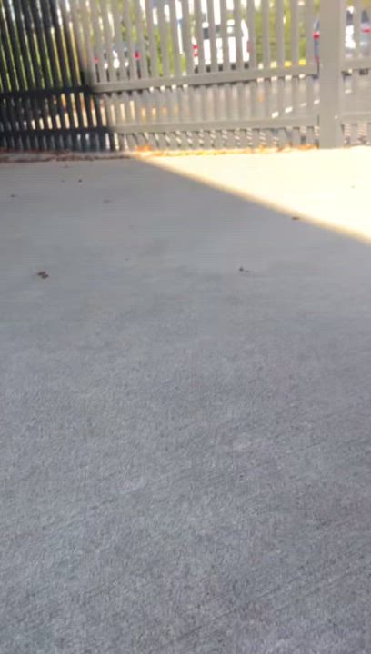 Enlarge Mia, a Adoptable mixed breed in Naperville, IL video 5/5