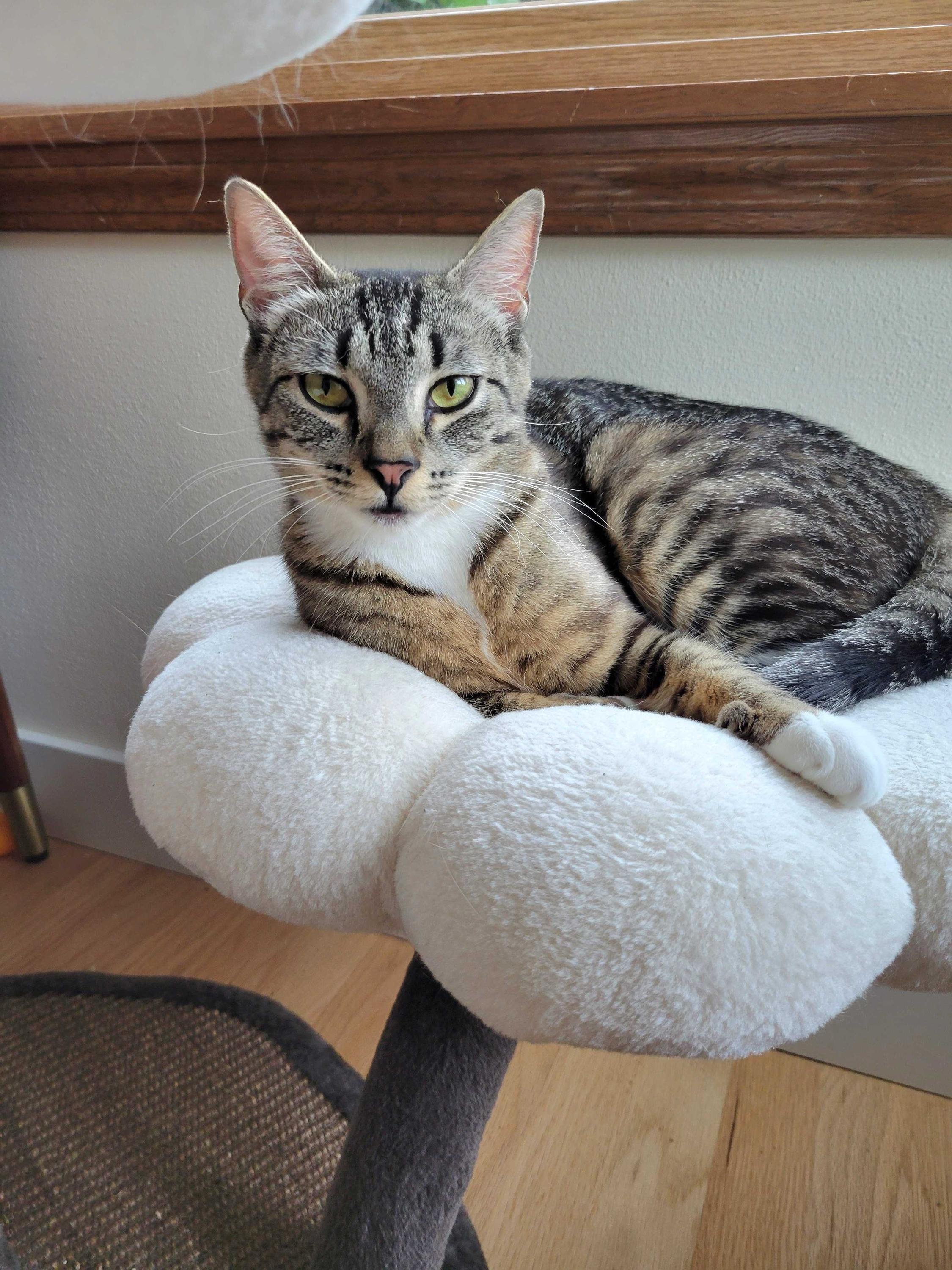 Etta, Adult Female unknown