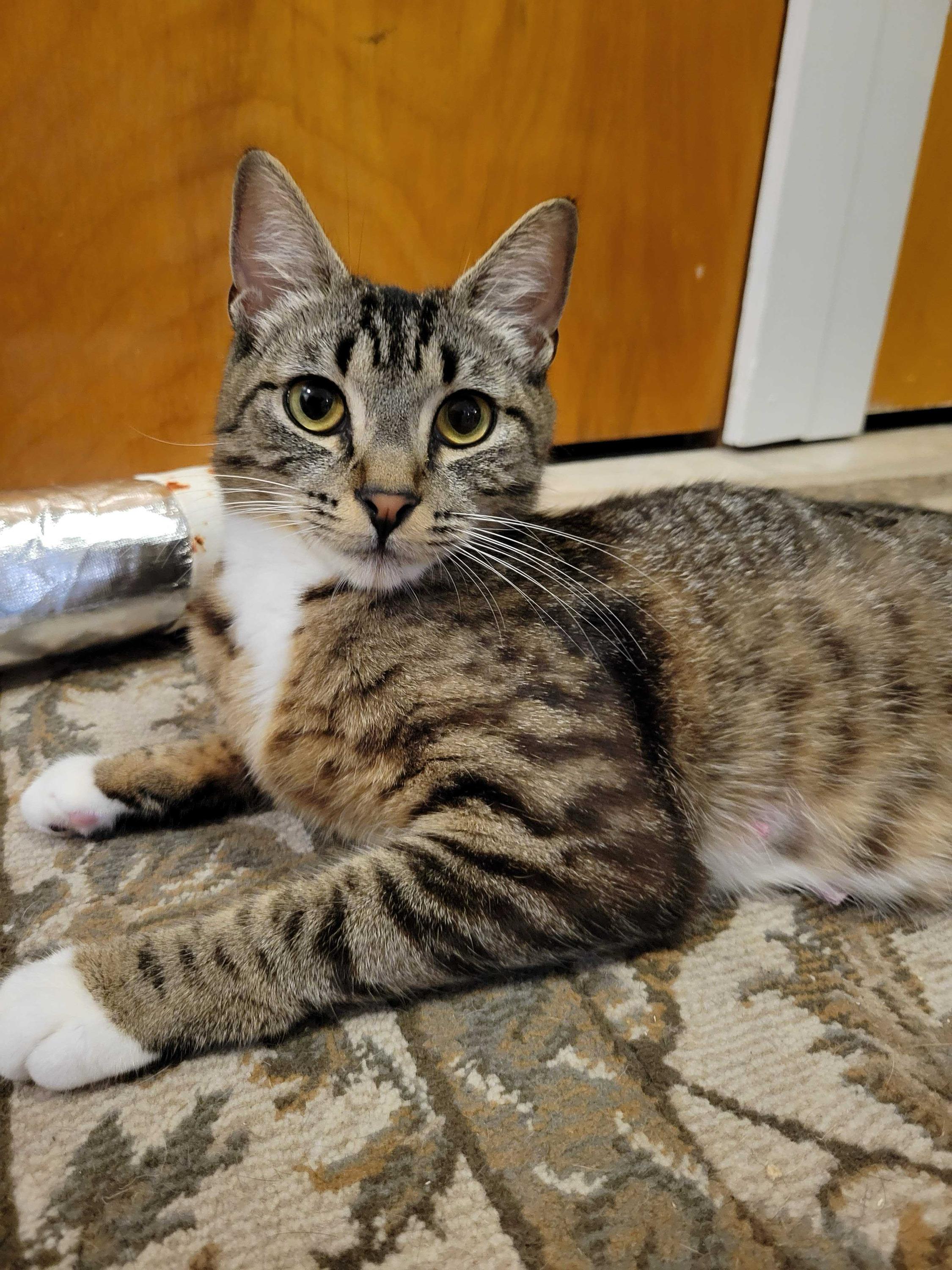 Etta, Adult Female unknown