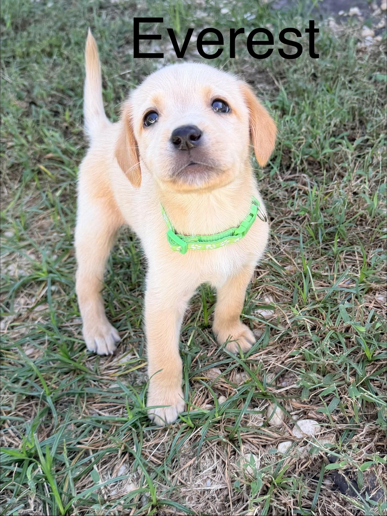 Enlarge Everest, a Adoptable mixed breed in Pawleys Island, SC image 1/1