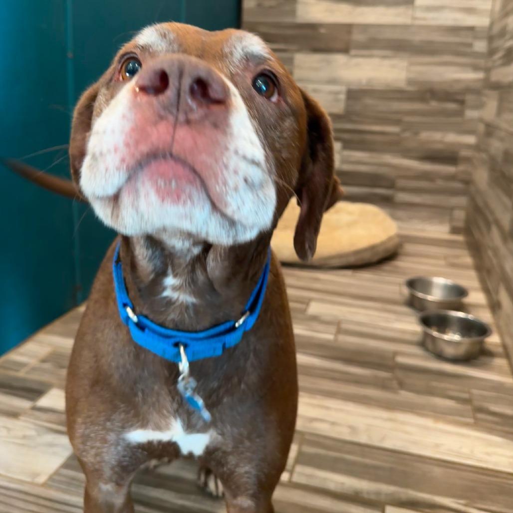 Butch, a Adoptable Chocolate Labrador Retriever in West Des Moines, IA image 2/6