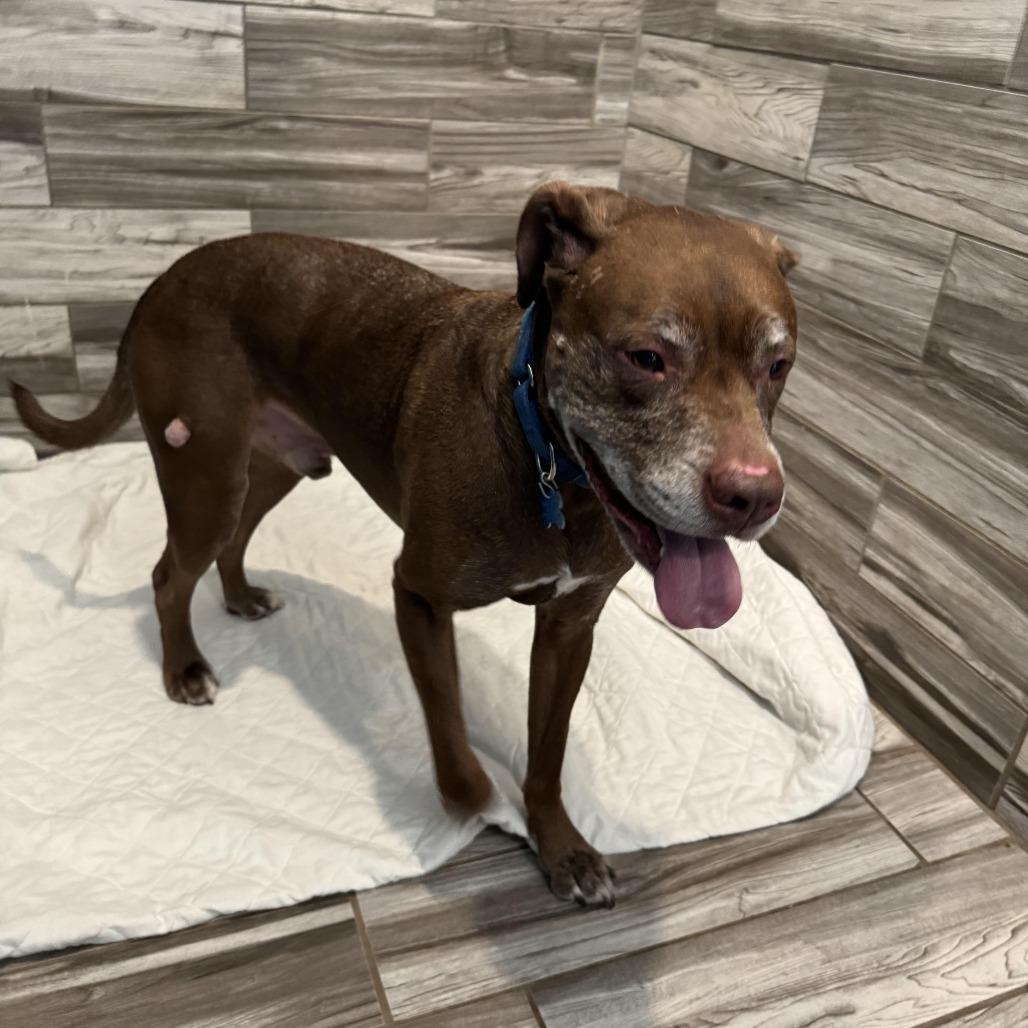 Butch, a Adoptable Chocolate Labrador Retriever in West Des Moines, IA image 3/6