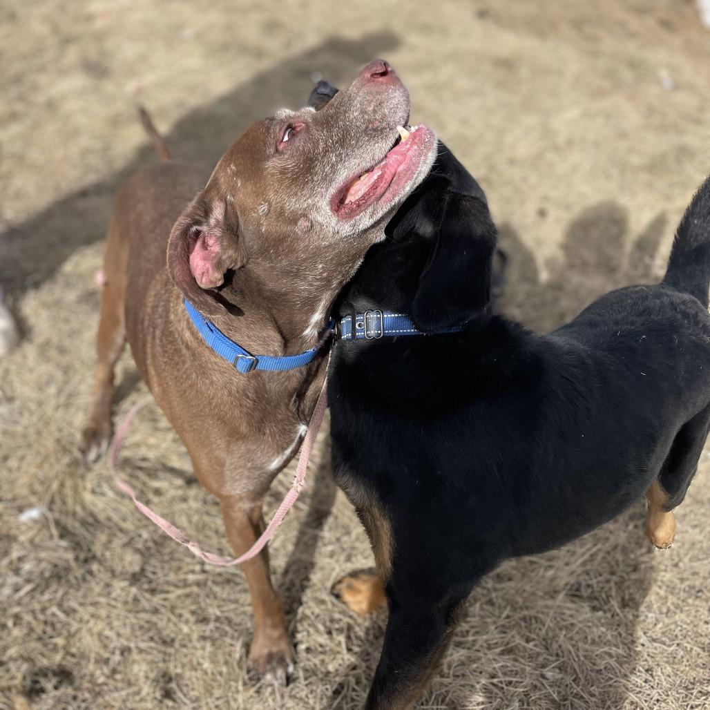 Butch, a Adoptable Chocolate Labrador Retriever in West Des Moines, IA image 4/6