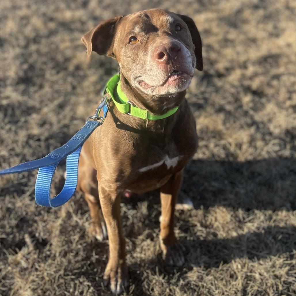 Butch, a Adoptable Chocolate Labrador Retriever in West Des Moines, IA image 5/6
