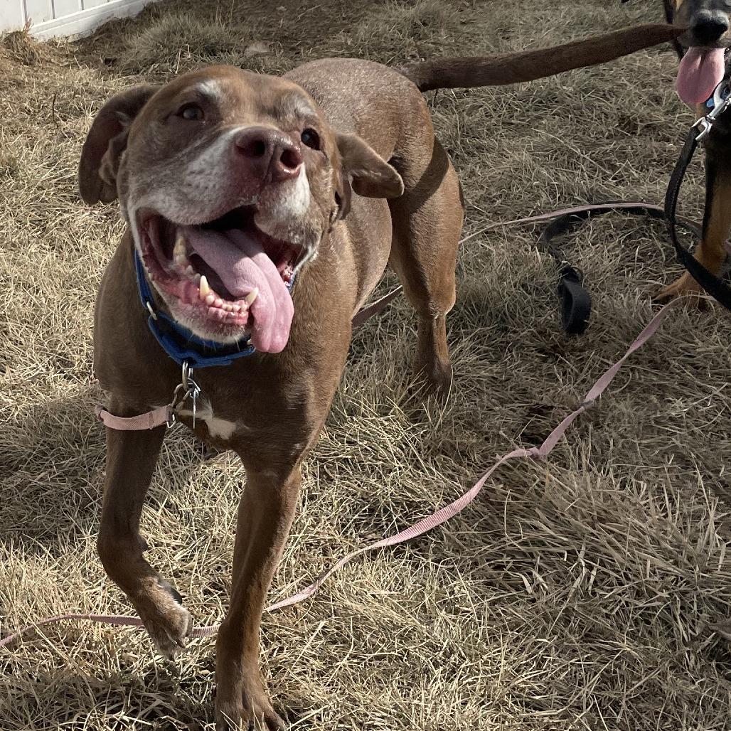 Butch, a Adoptable Chocolate Labrador Retriever in West Des Moines, IA image 6/6