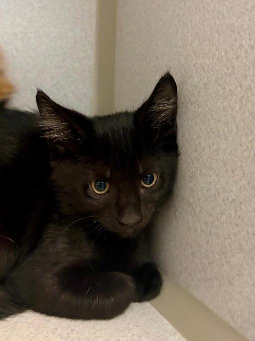 Enlarge Megumi, a Adoptable Domestic Short Hair in Winter Haven, FL image 2/3