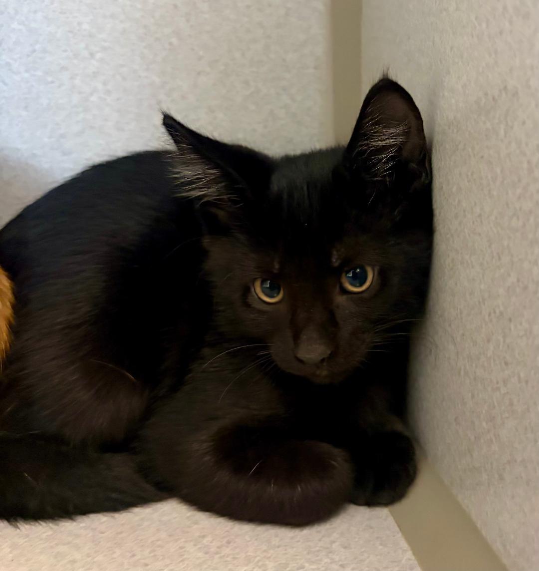 Enlarge Megumi, a Adoptable Domestic Short Hair in Winter Haven, FL image 3/3
