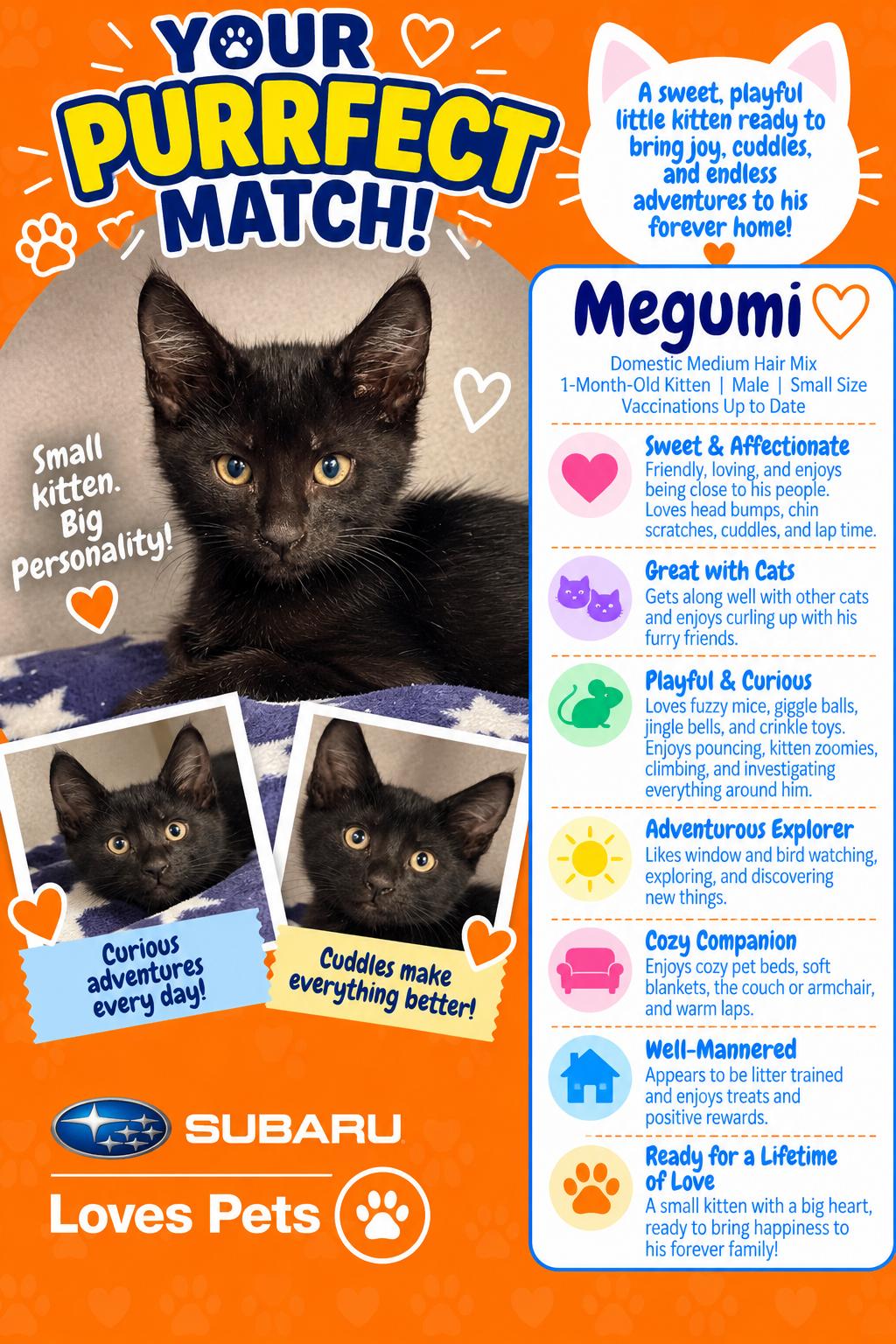 Enlarge Megumi, a Adoptable Domestic Short Hair in Winter Haven, FL image 1/3