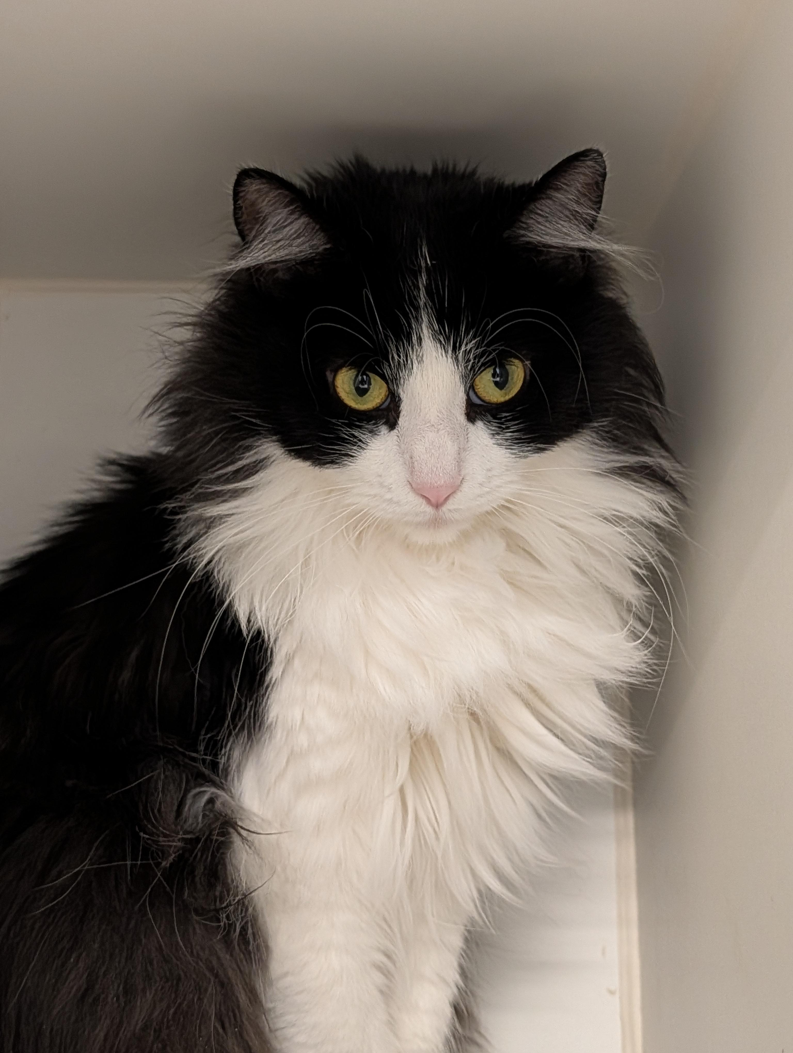 Kitty Galore, ADOPTABLE, Adult Female Domestic Medium Hair.