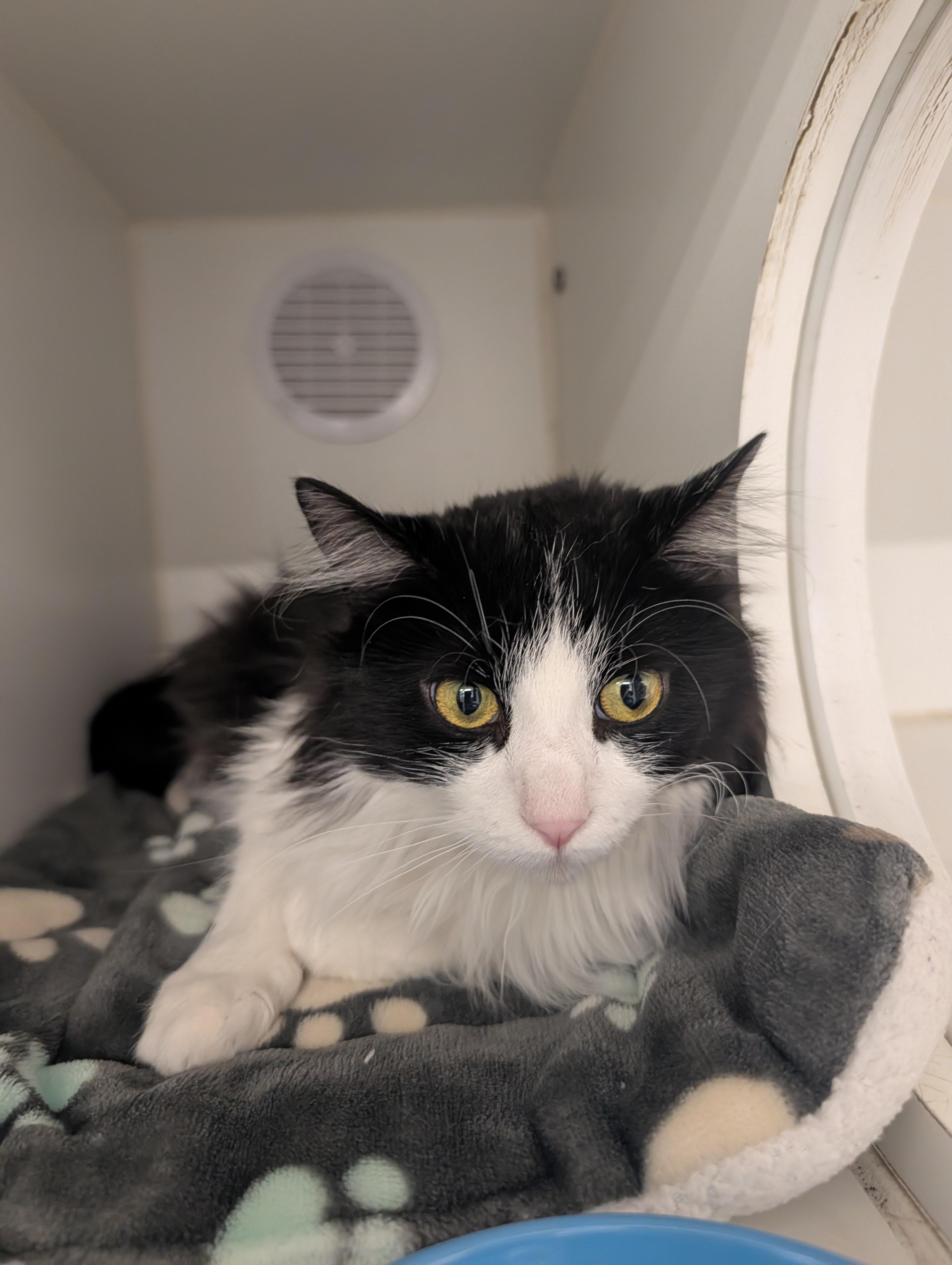 Enlarge Kitty Galore, a ADOPTABLE mixed breed in Hillsboro, MO image 2/3