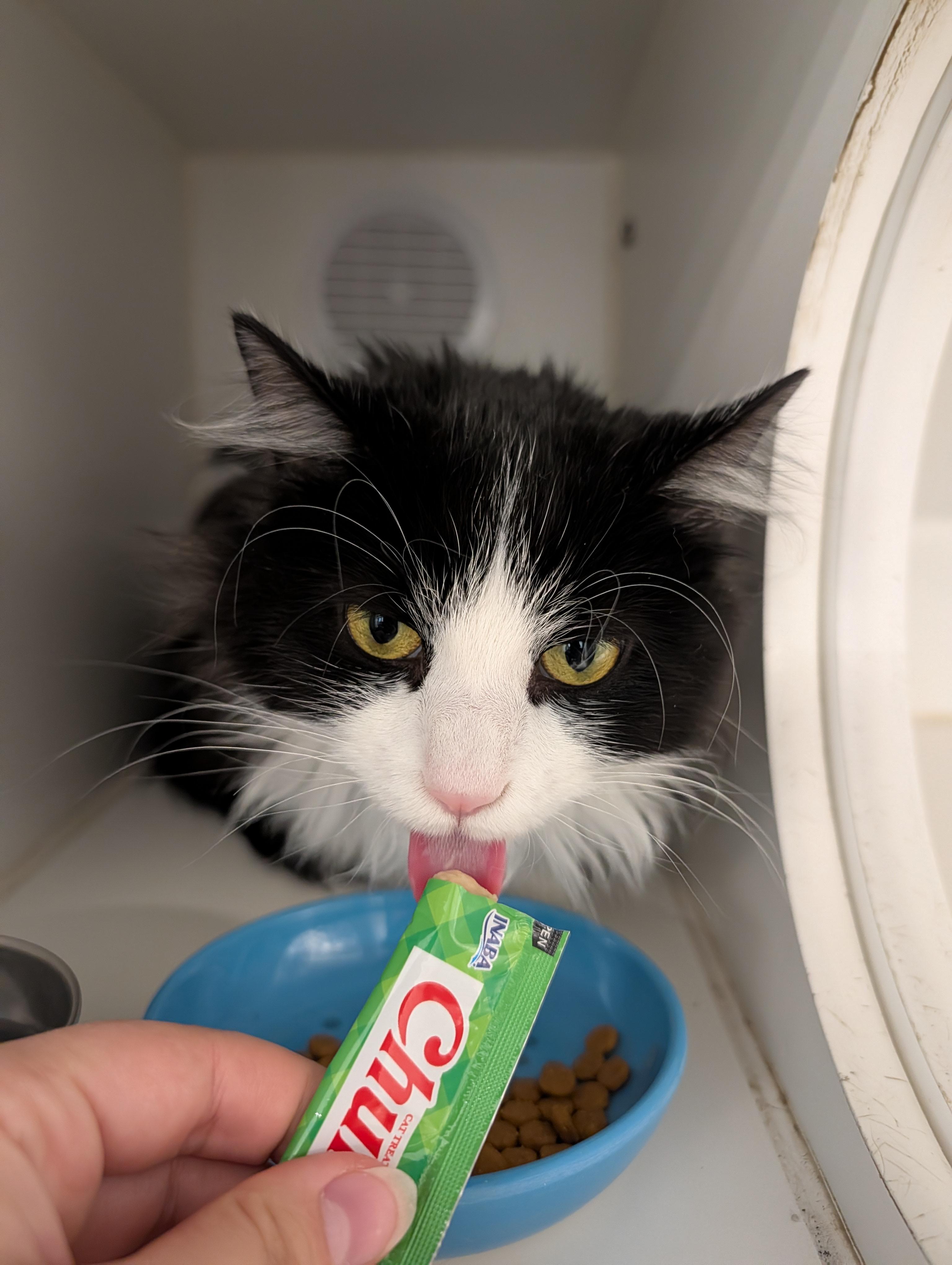 Enlarge Kitty Galore, a ADOPTABLE mixed breed in Hillsboro, MO image 3/3