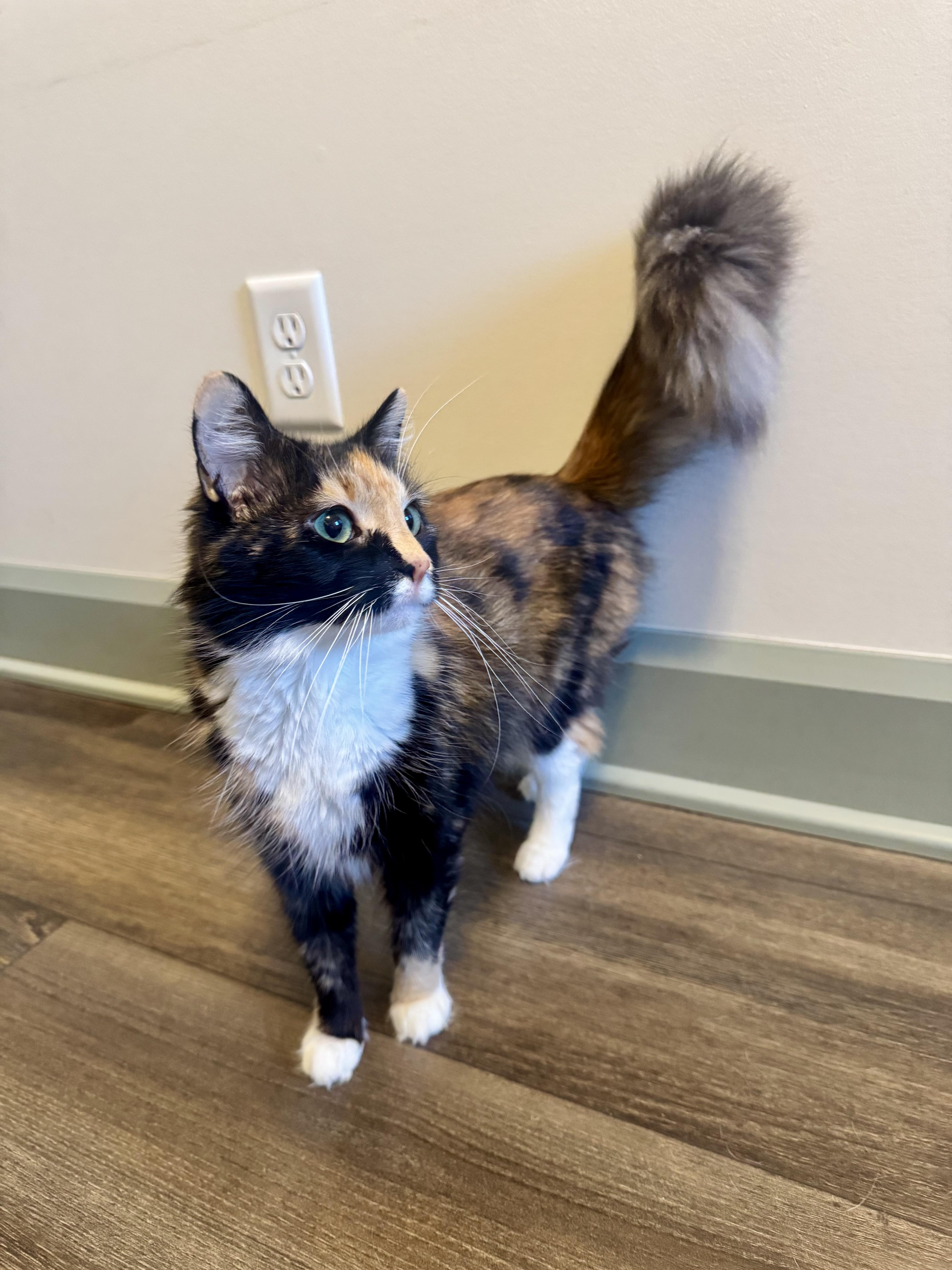 Allison, a ADOPTABLE Domestic Medium Hair in Hartville, OH image 2/4