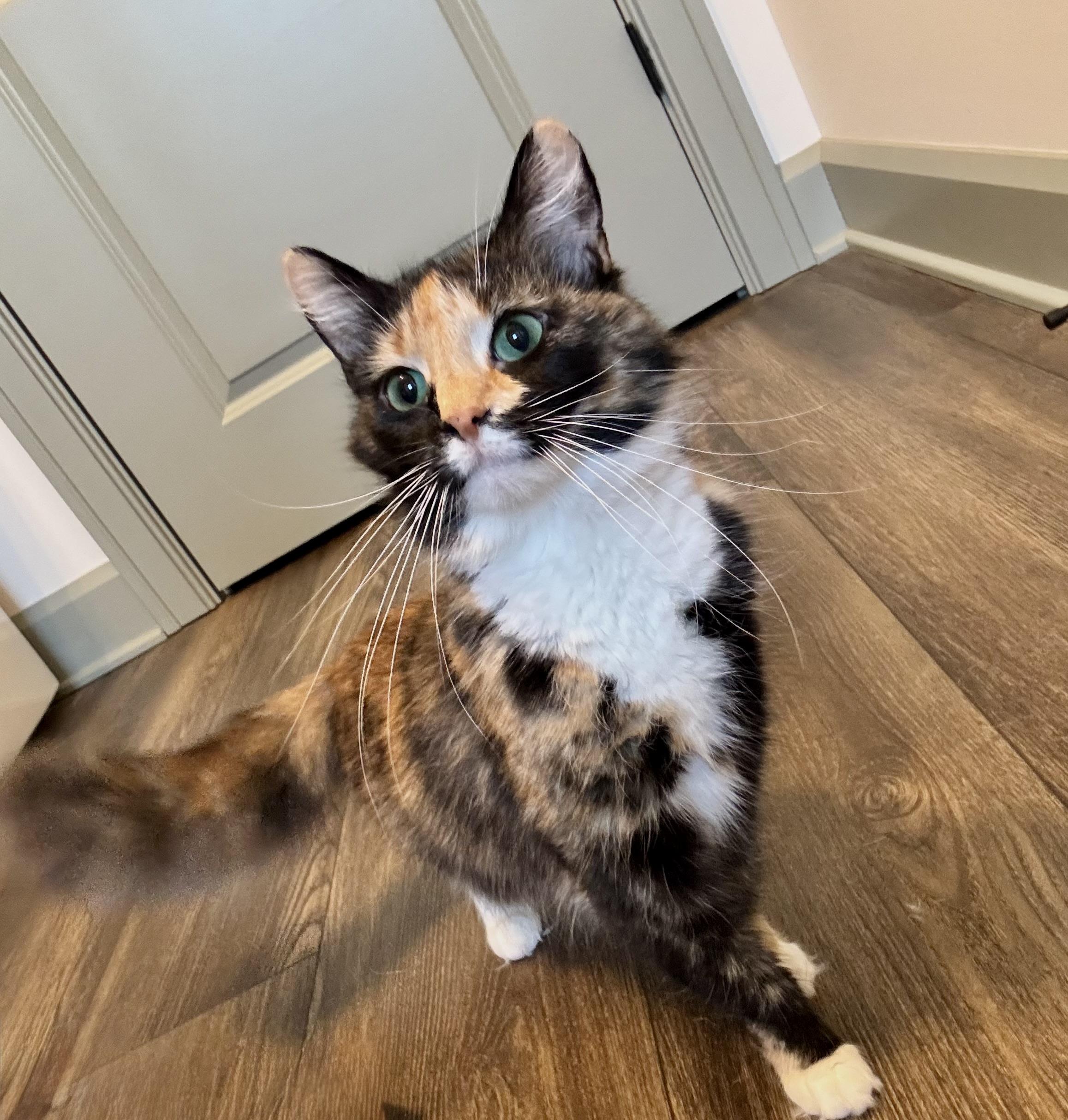 Allison, ADOPTABLE, Young Female Domestic Medium Hair.