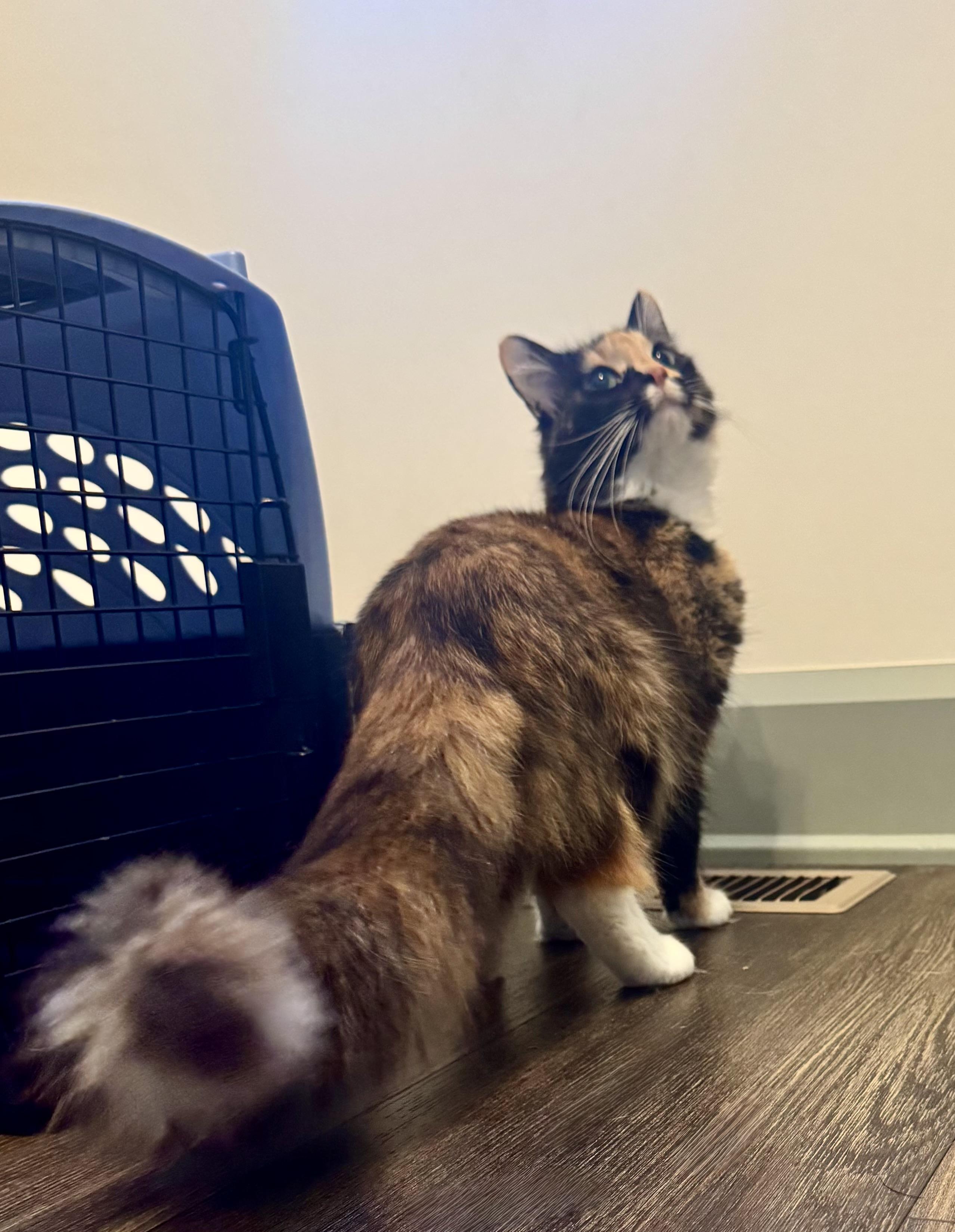 Allison, a ADOPTABLE Domestic Medium Hair in Hartville, OH image 3/4