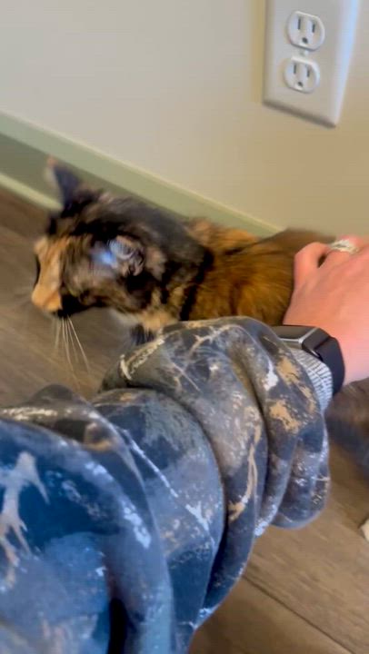 Enlarge Allison, a ADOPTABLE Domestic Medium Hair in Hartville, OH video 4/4