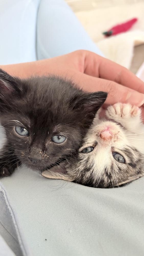Poppy, Adopted, Kitten Female Domestic Short Hair.