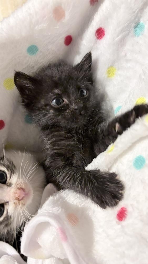 Poppy, a Adopted Domestic Short Hair in Pacifica, CA image 3/4