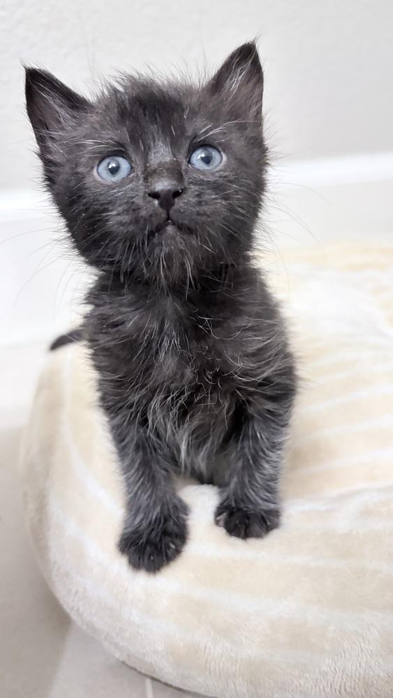 Poppy, a Adopted Domestic Short Hair in Pacifica, CA image 4/4