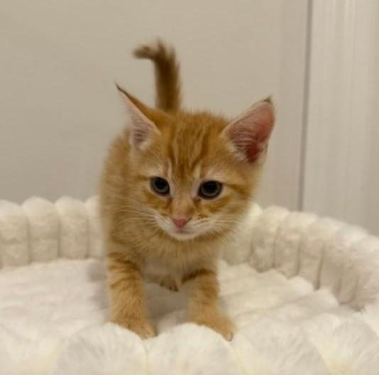 Enlarge Carolina, an adopted Domestic Short Hair in Wayne, NJ image 1/1