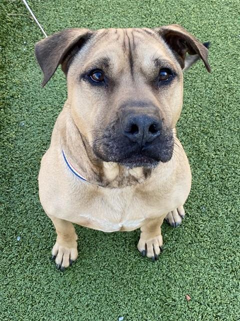 BORNEO, Adoptable, Adult Male Pit Bull Terrier.