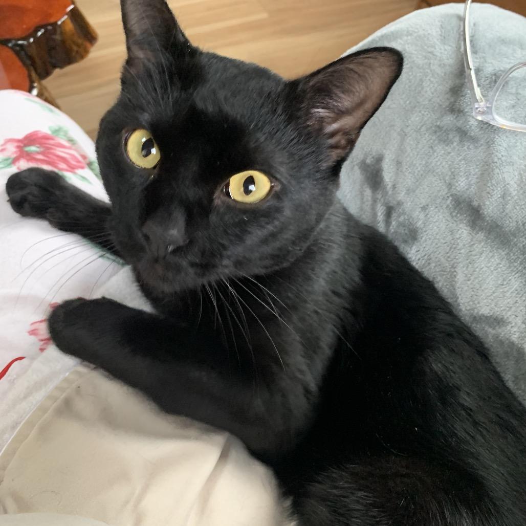 Enlarge Taiga, a Adoptable Domestic Short Hair in Wakefield, MA image 1/5