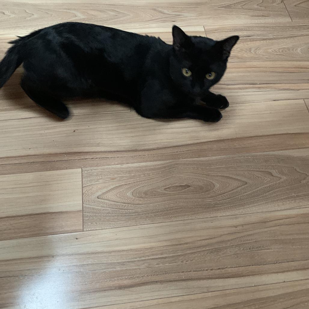 Enlarge Taiga, a Adoptable Domestic Short Hair in Wakefield, MA image 2/5
