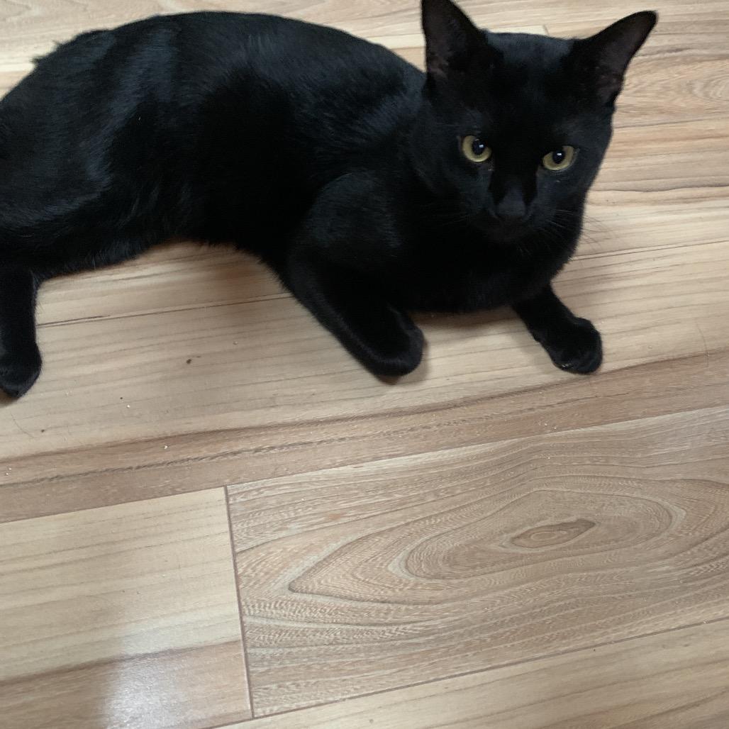 Enlarge Taiga, a Adoptable Domestic Short Hair in Wakefield, MA image 3/5