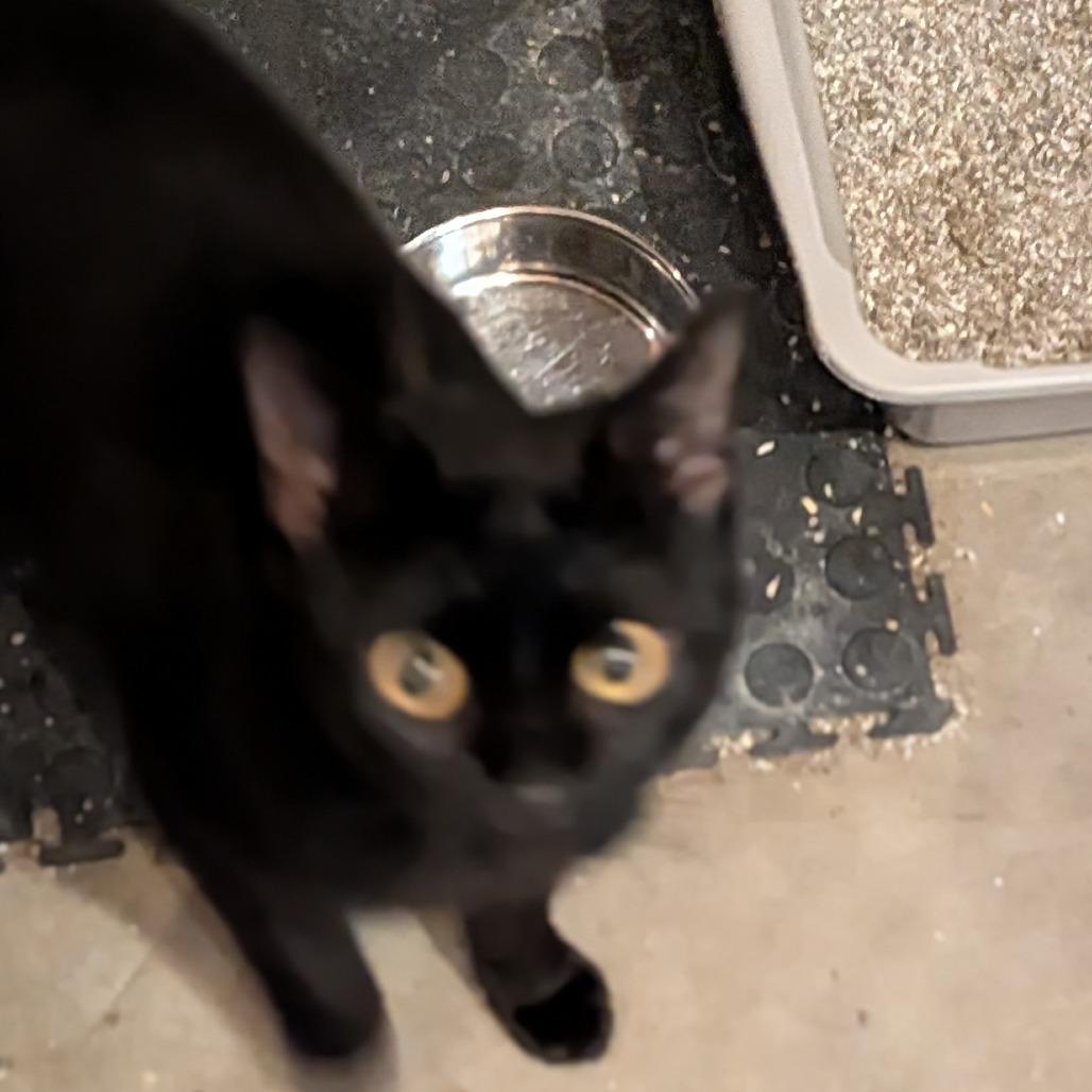 Enlarge Taiga, a Adoptable Domestic Short Hair in Wakefield, MA image 4/5