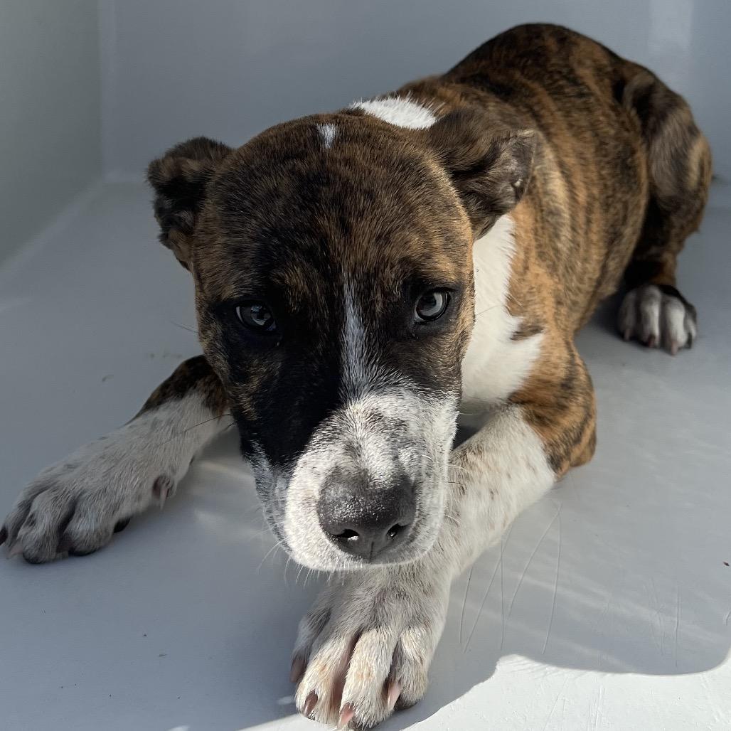 Enlarge Hollyhocks, a Adoptable Mixed Breed in Beaumont, TX image 1/1