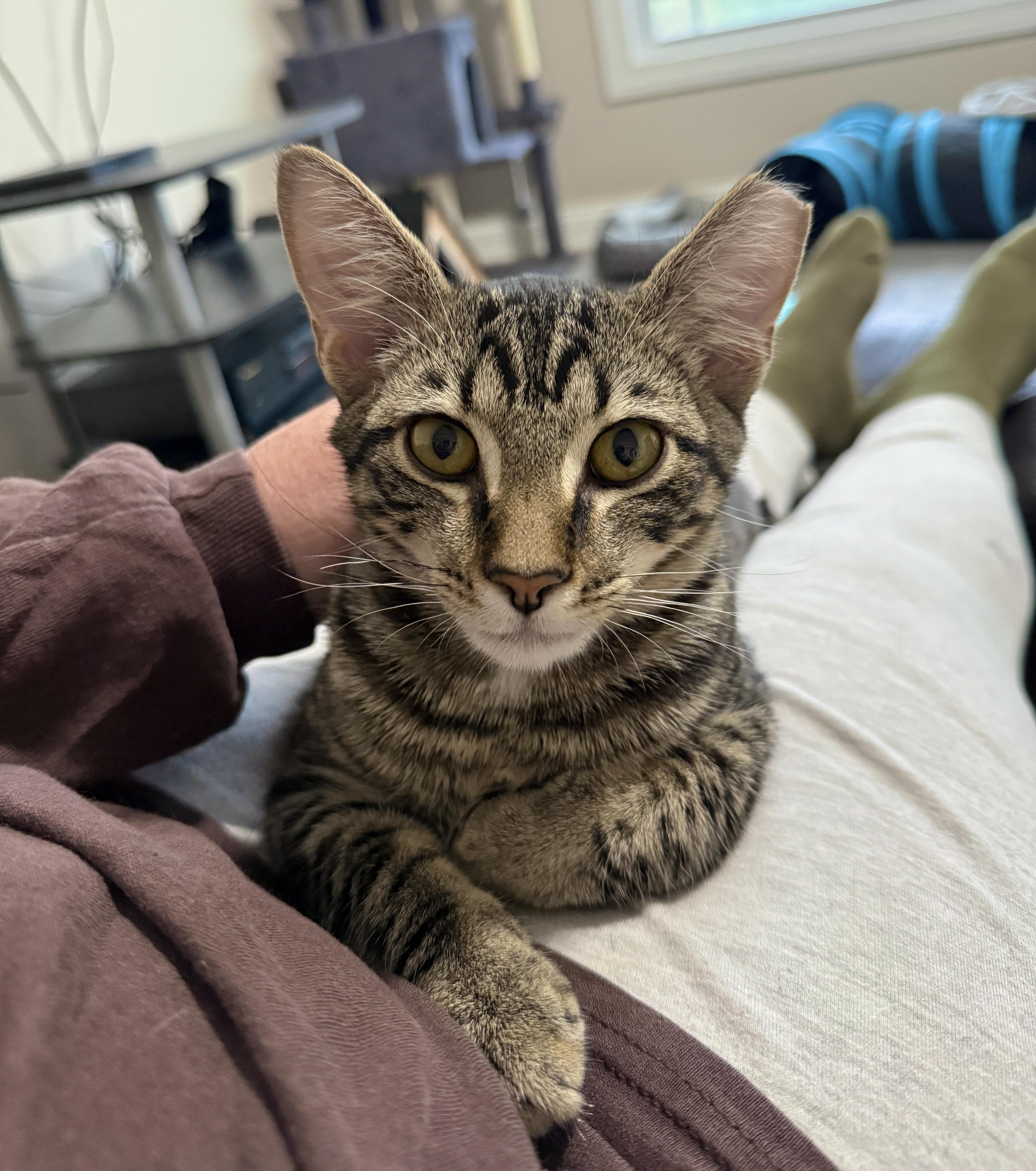 Enlarge Pete, a Adoptable Domestic Short Hair in Medina, OH image 4/6