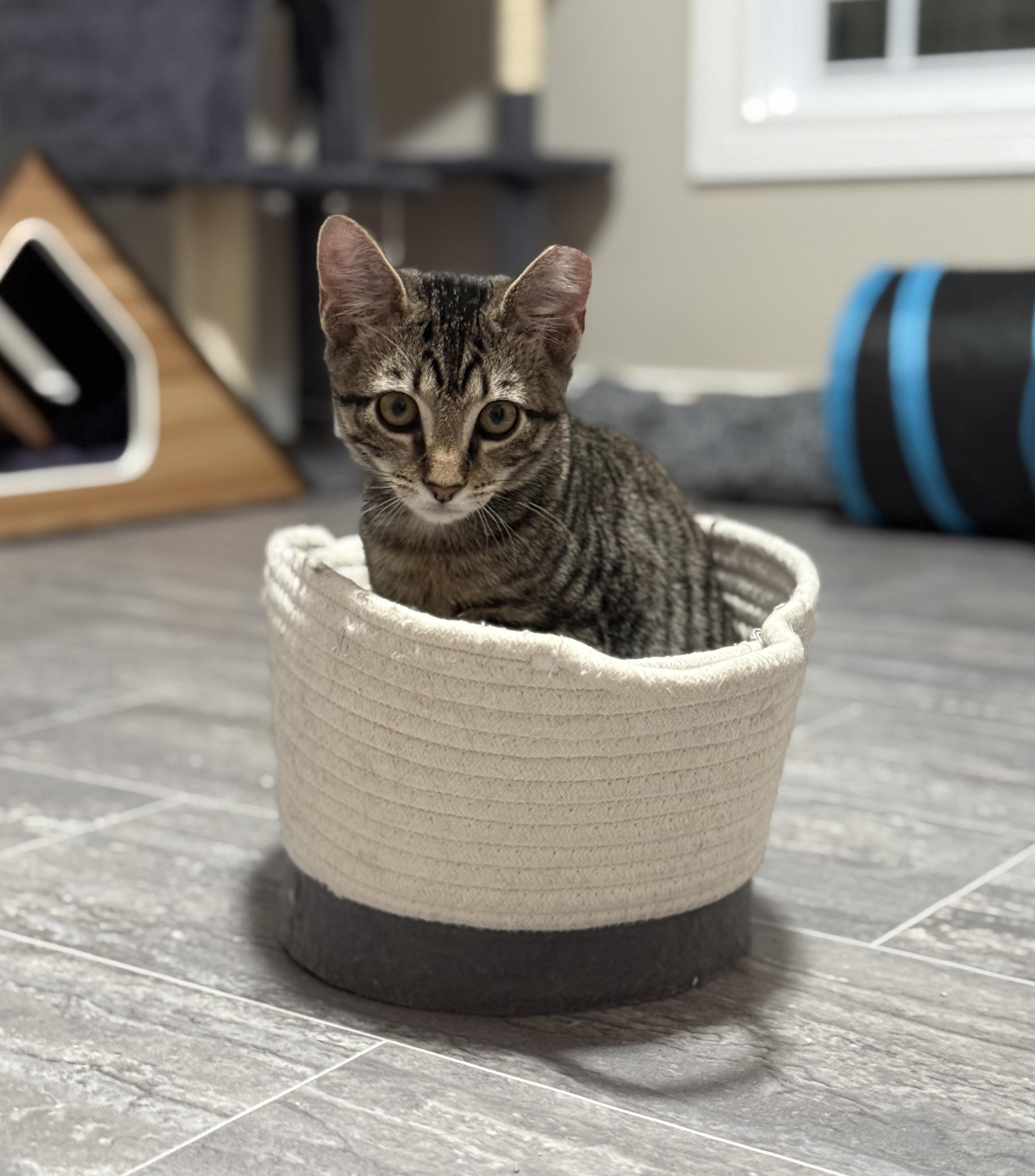 Enlarge Pete, a Adoptable Domestic Short Hair in Medina, OH image 6/6