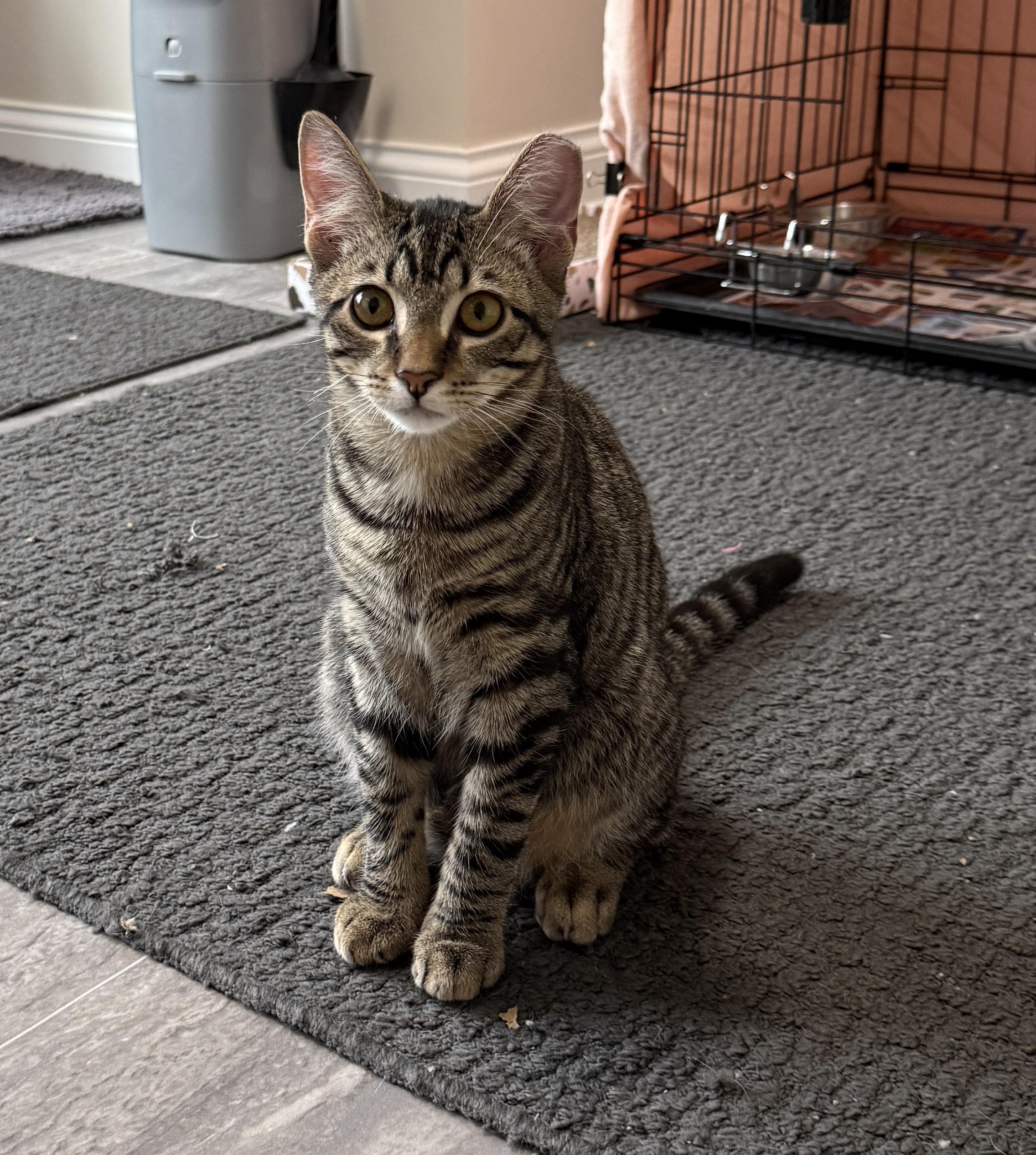 Enlarge Pete, a Adoptable Domestic Short Hair in Medina, OH image 1/6