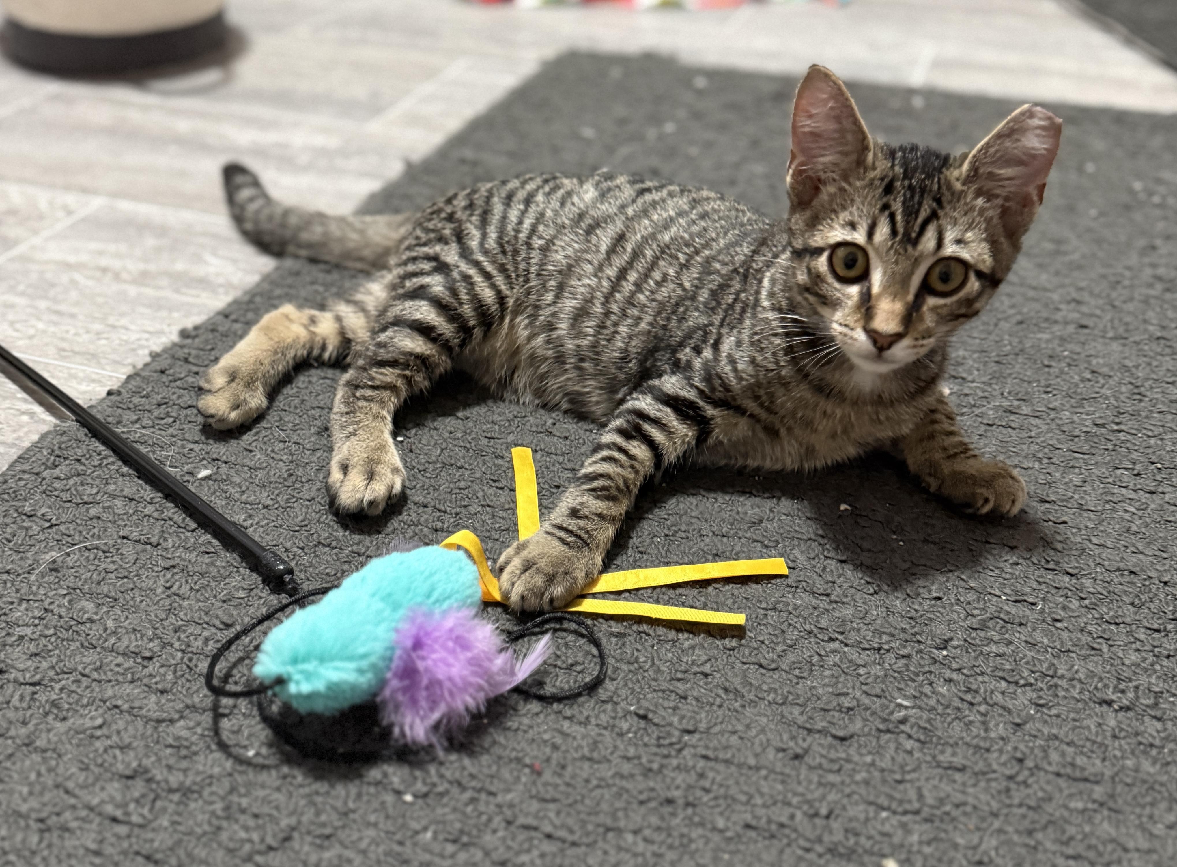 Enlarge Pete, a Adoptable Domestic Short Hair in Medina, OH image 3/6