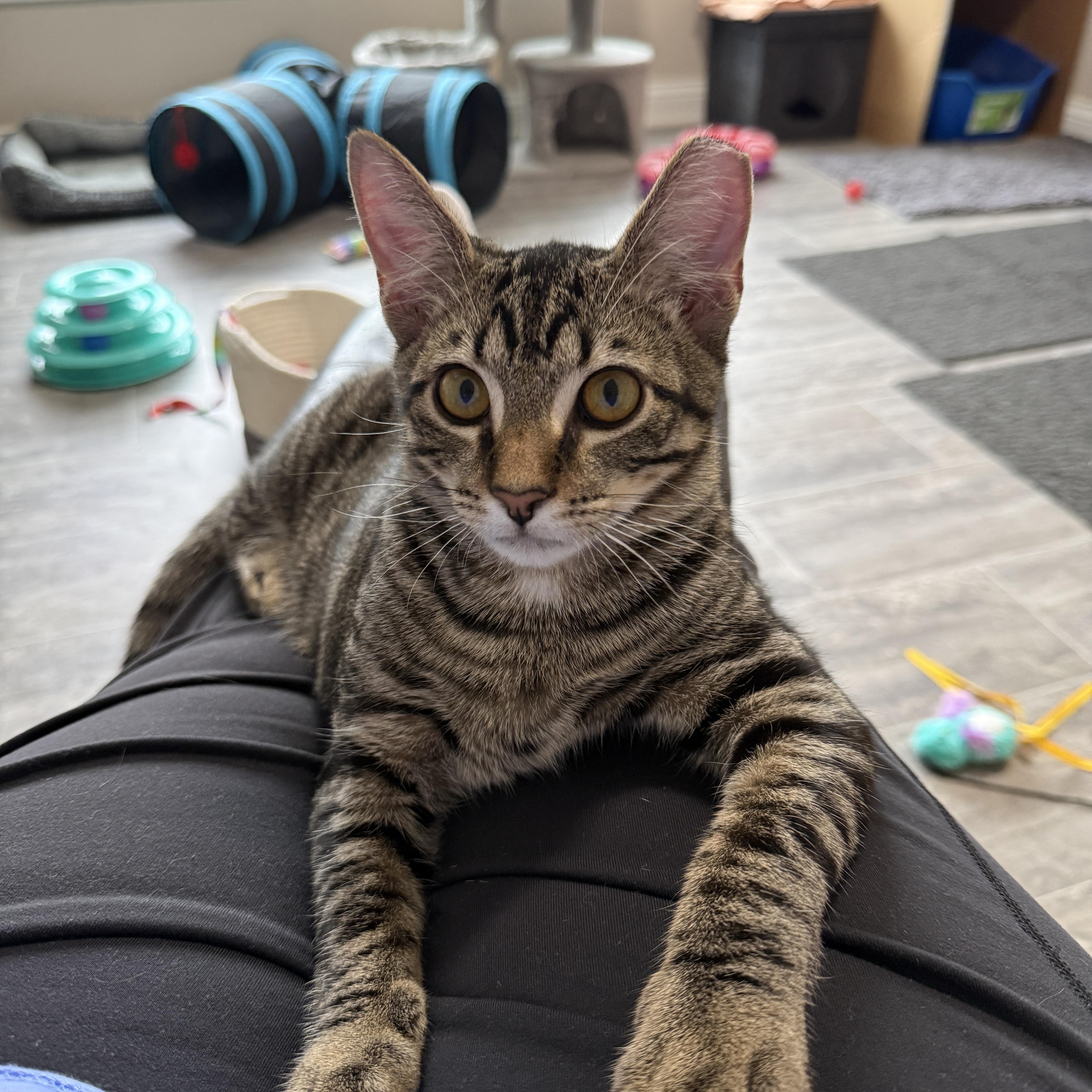 Enlarge Pete, a Adoptable Domestic Short Hair in Medina, OH image 2/6
