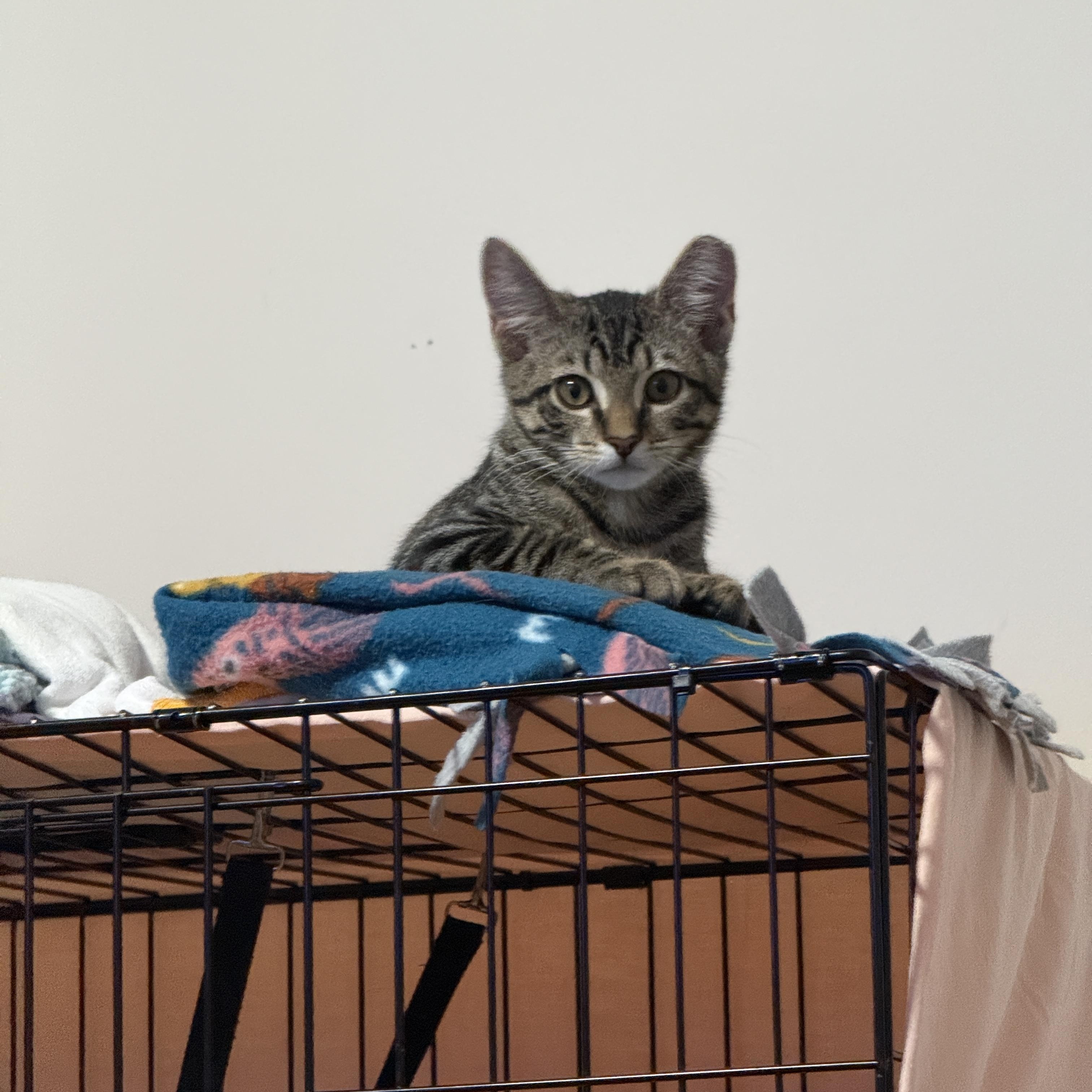 Enlarge Pete, a Adoptable Domestic Short Hair in Medina, OH image 5/6